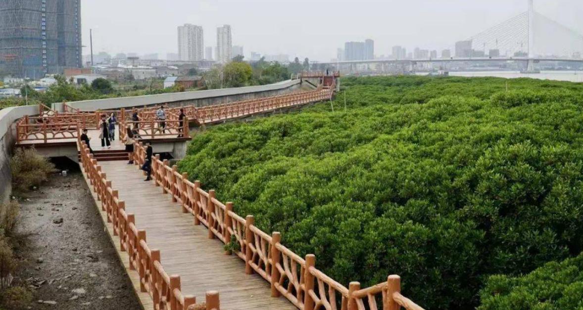蒼南龍港紅樹(shù)林省級濕地公園河道清淤項目